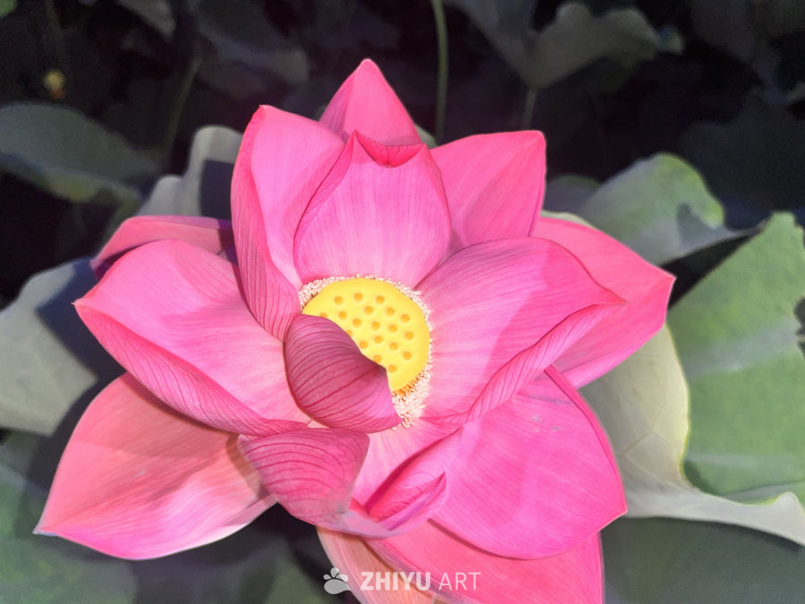 粉嫩莲花绽放