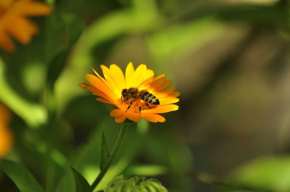 花卉蜜蜂昆虫花蜜