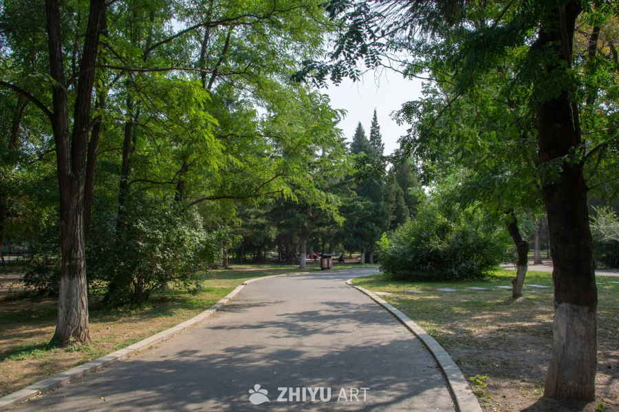 夏日公园林荫道
