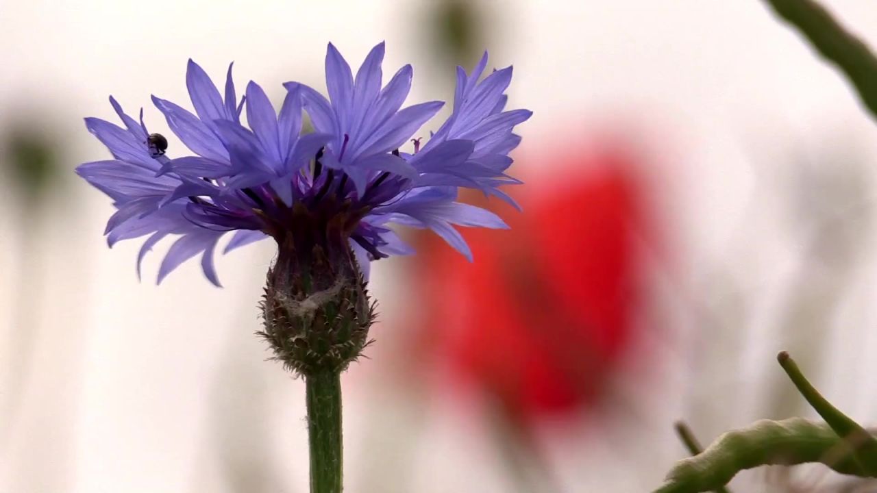 矢车菊花开花