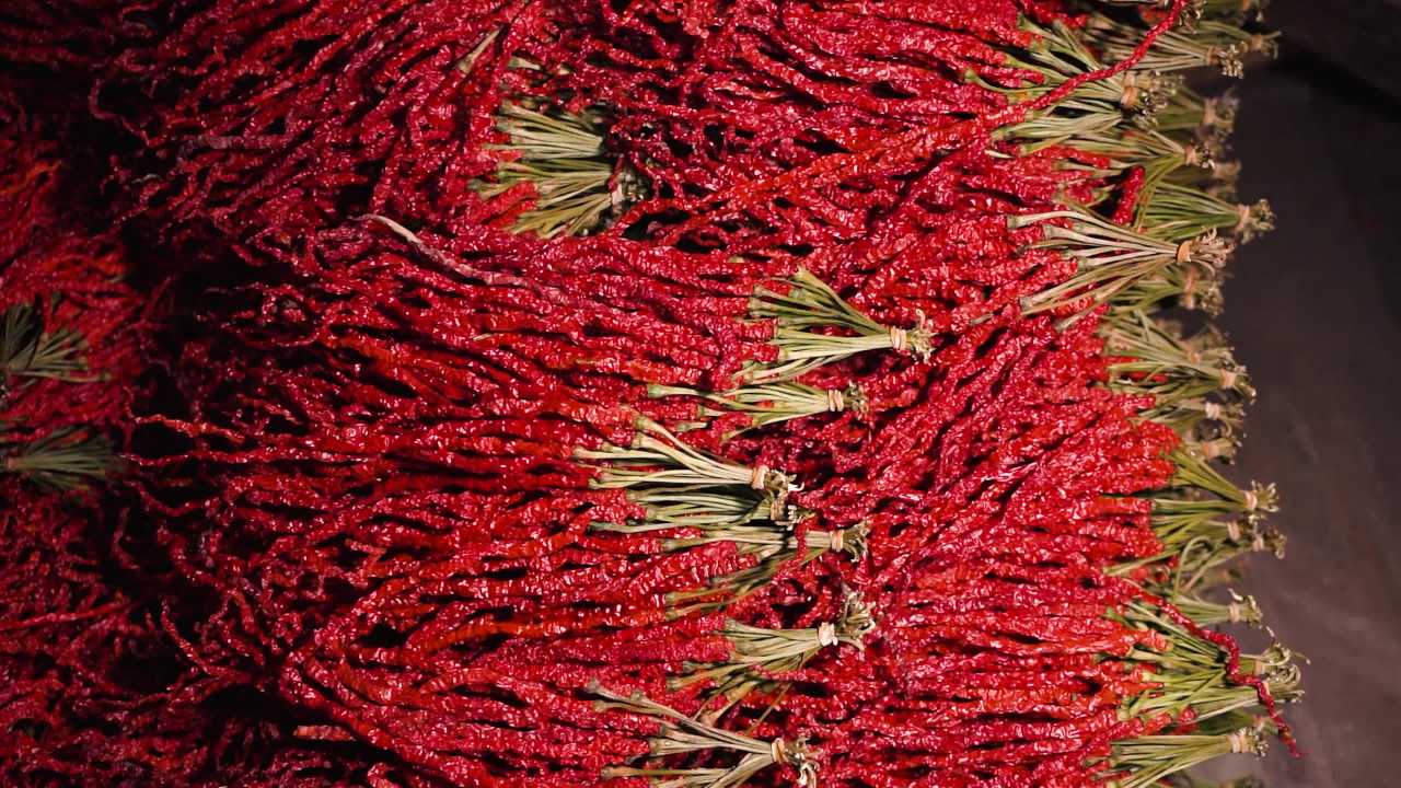 辣椒丰收挂晒特写素材 4