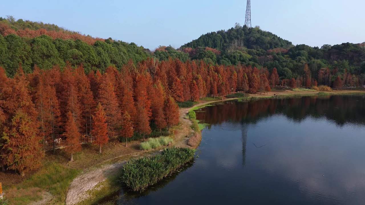 德阳市东湖山红杉林航拍 2