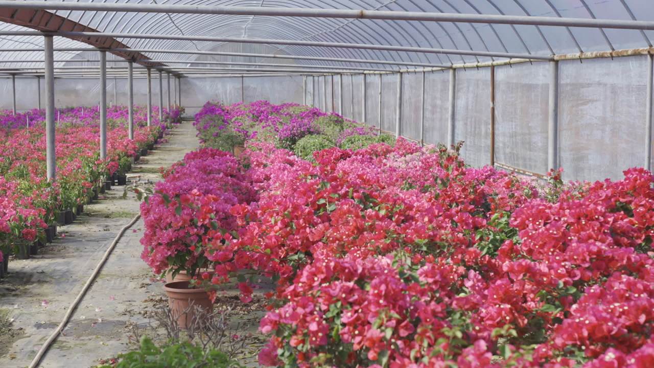 年宵花 9