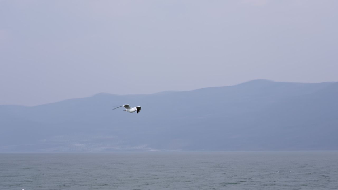 云南大理洱海海鸥升格高速实拍视频