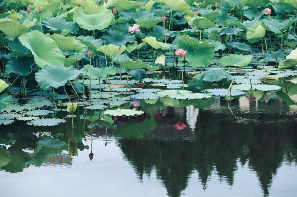 荷花荷叶池塘