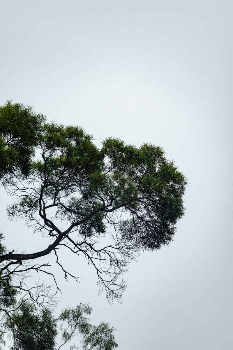 树枝