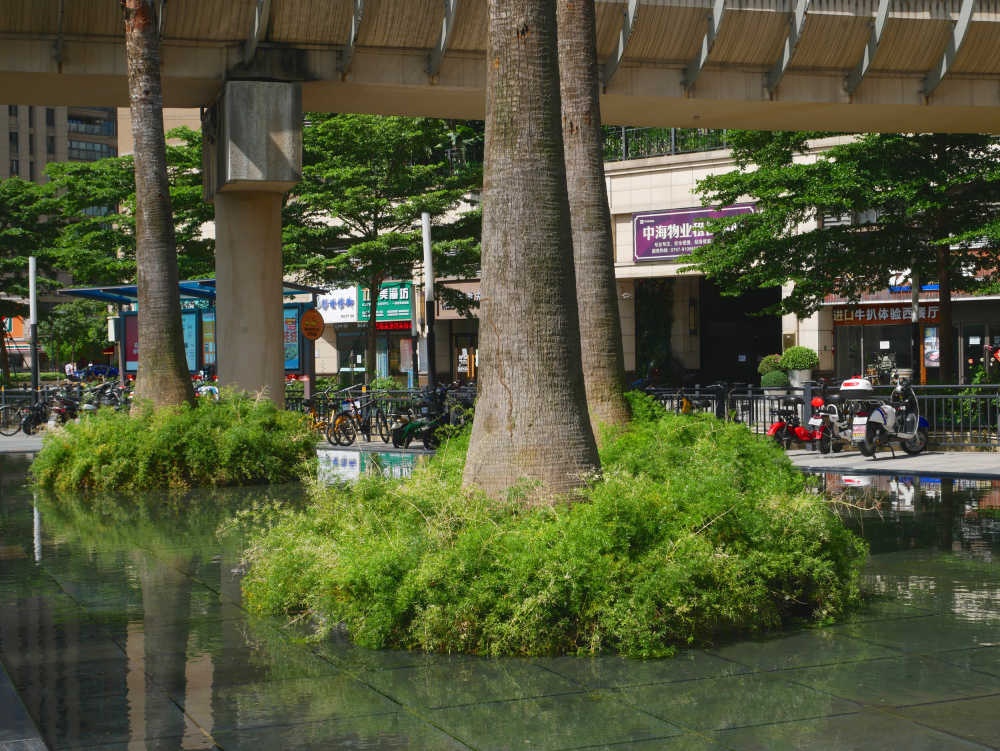 水中的天门冬