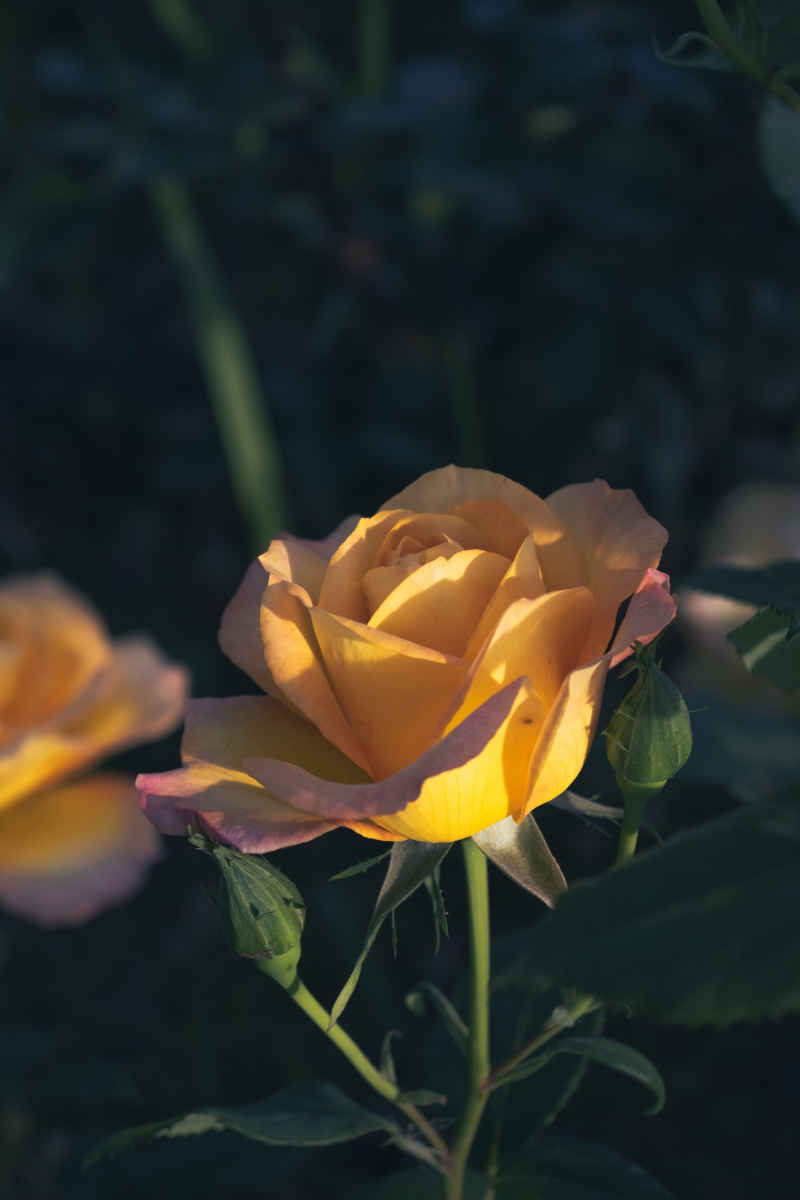 叶下绮花