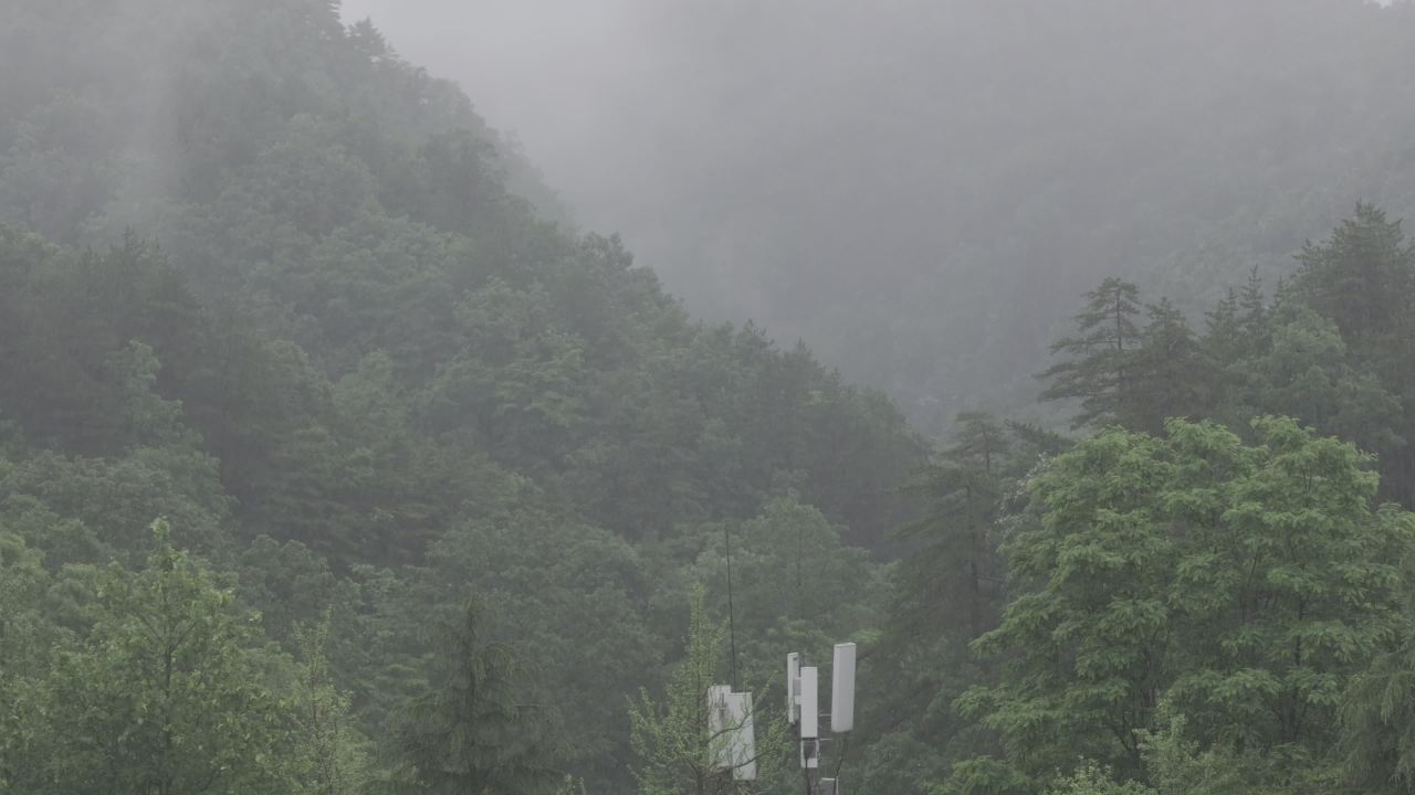 雨中森林