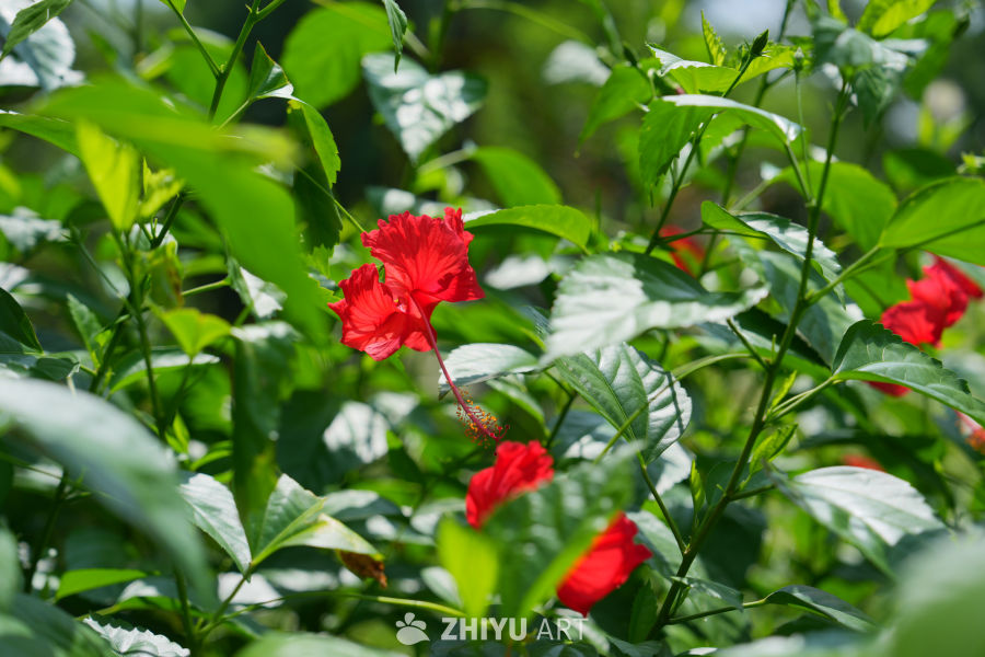 阳光下的红花绿叶
