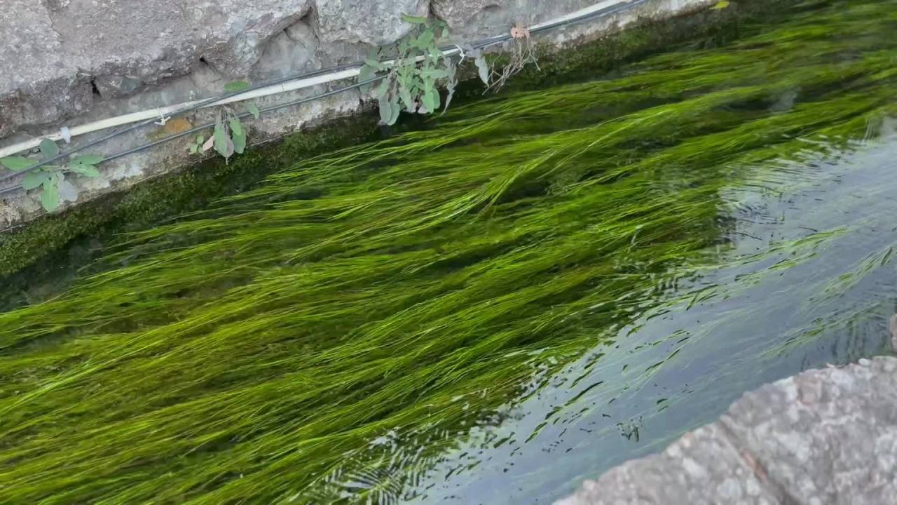 水草在河道飘逸 丽江