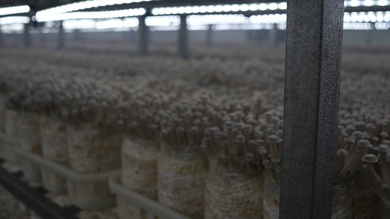 标准化工厂培育鹿茸菇