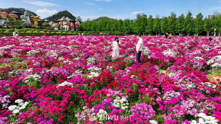 花海 17