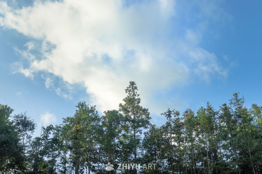 蓝天白云下的森林美景