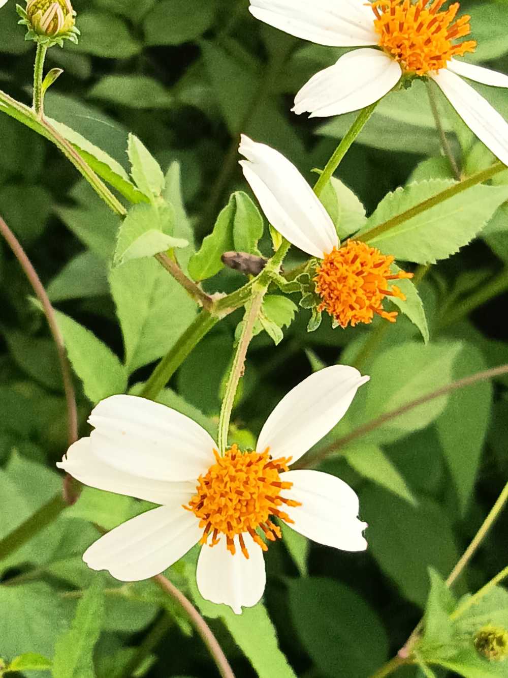 花香气扑鼻