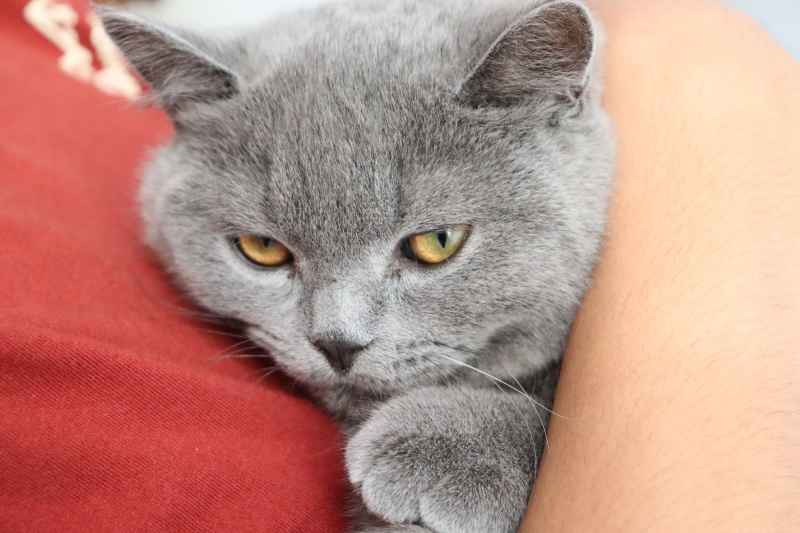 蓝猫自拍 21