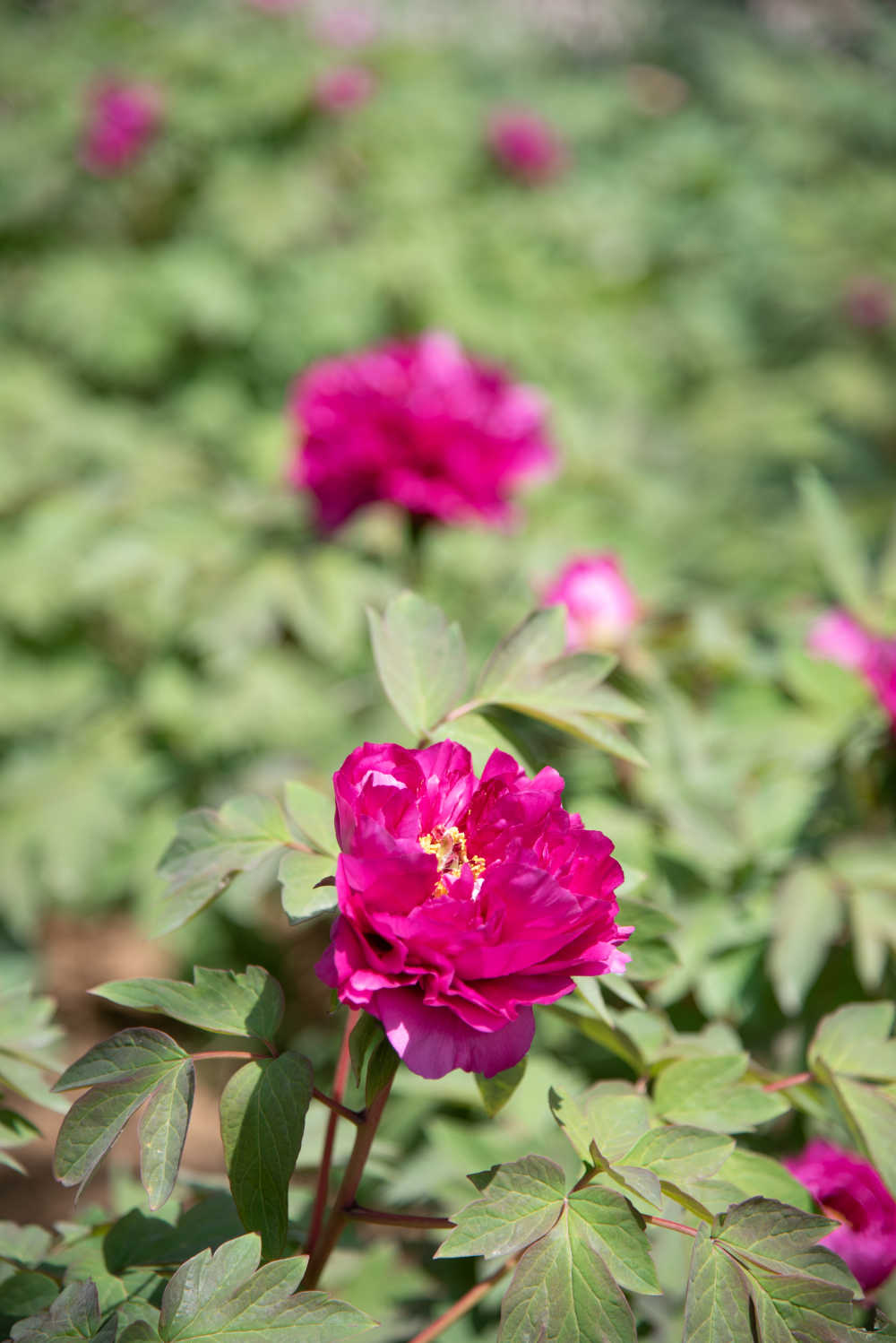 花草植物 7