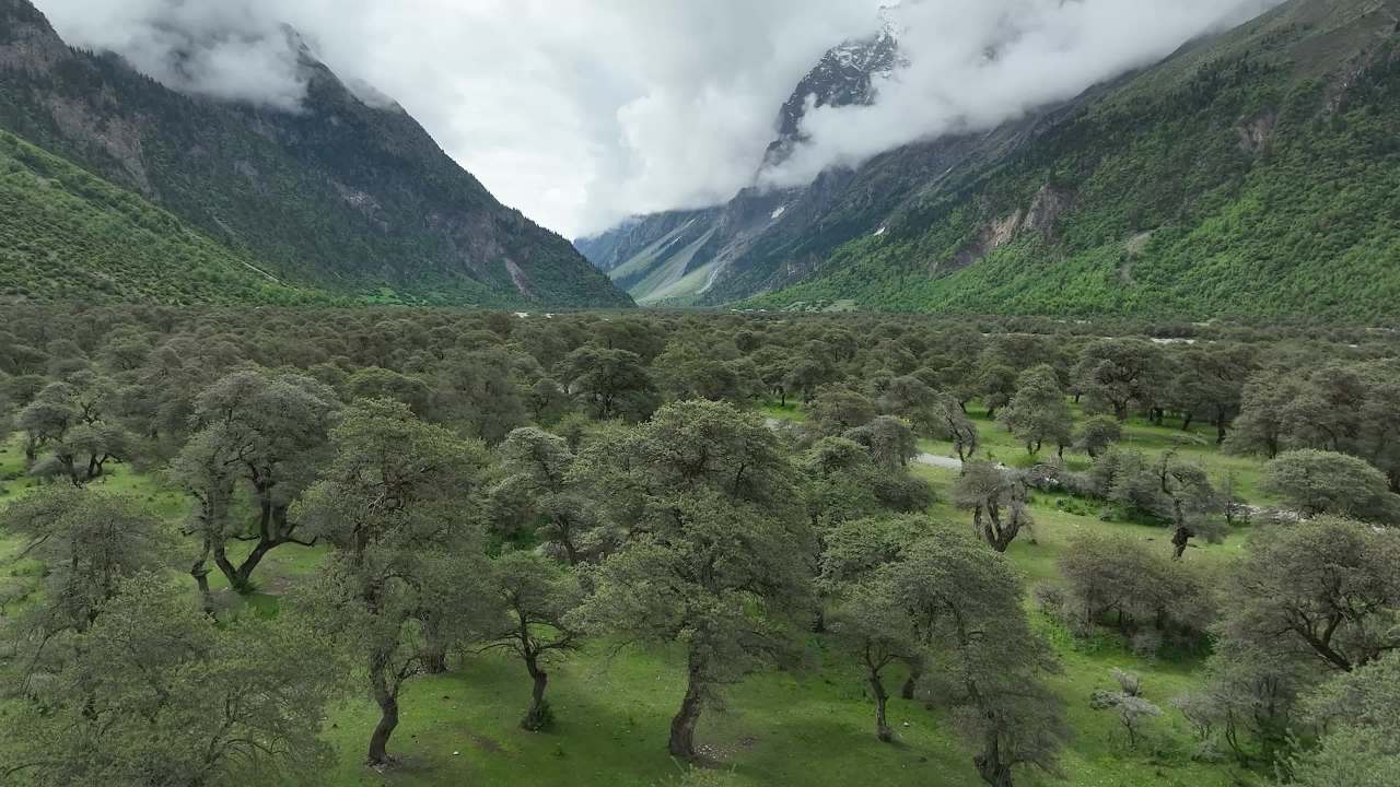 高山峡谷河流沙棘林航拍