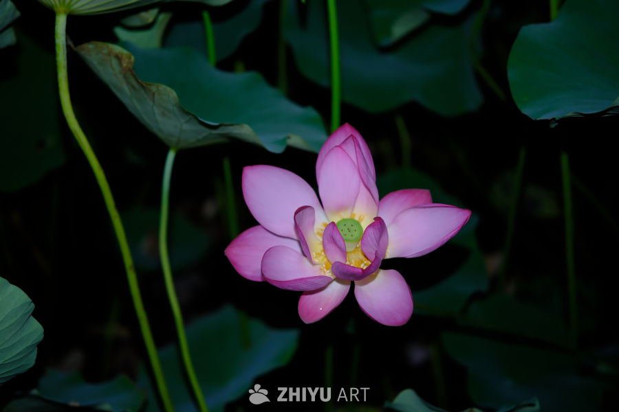 陶然亭 56