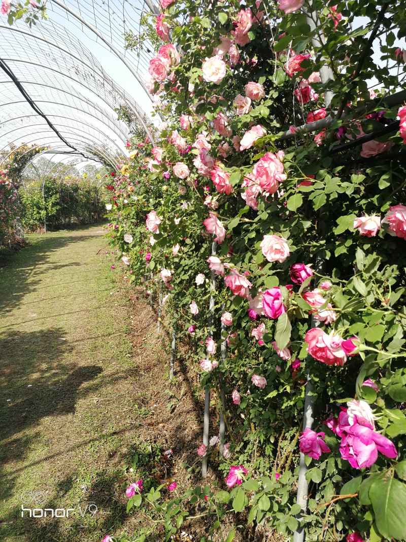 花园里的月季花玫瑰花