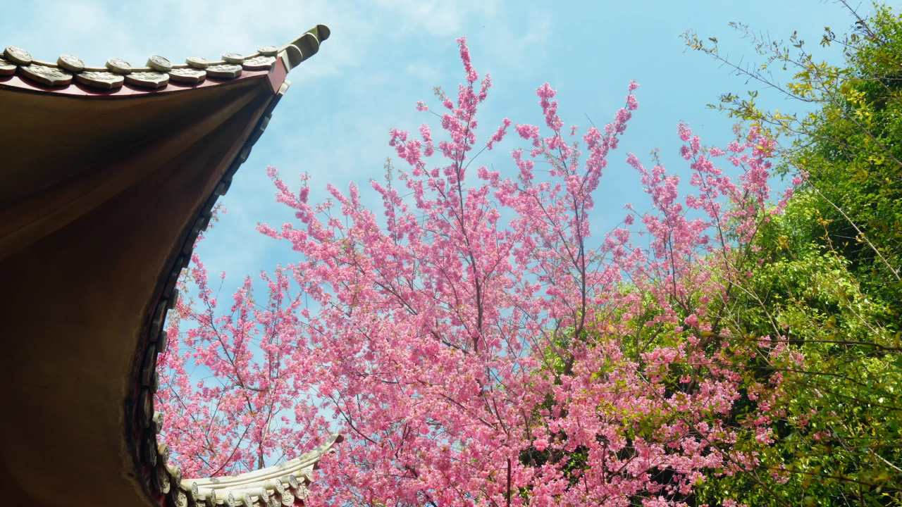 春日古建与樱花