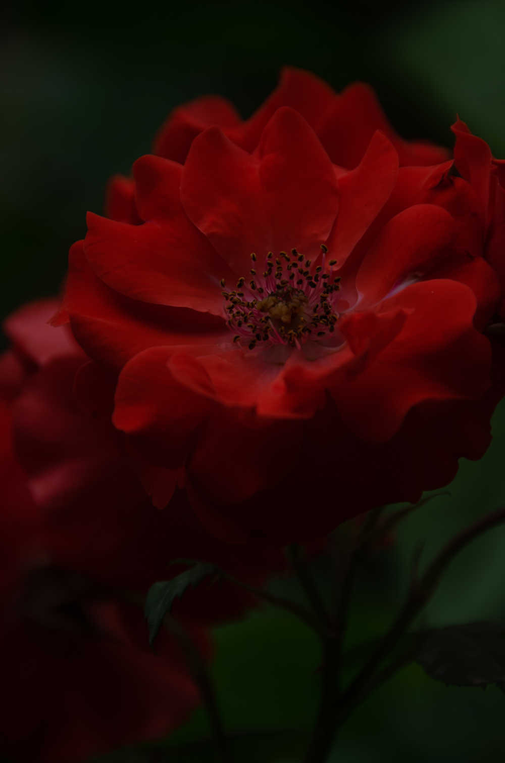 花朵