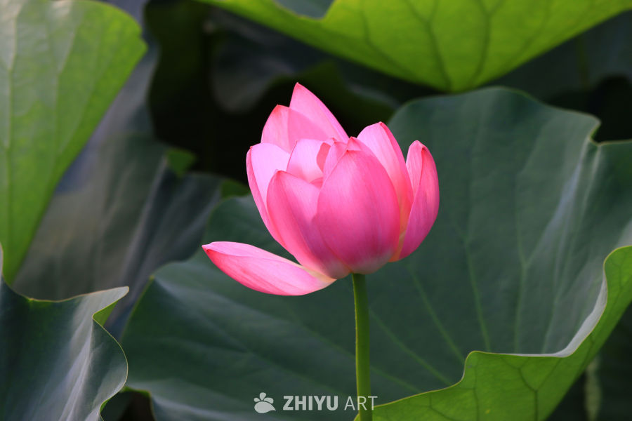 盛夏荷花 175