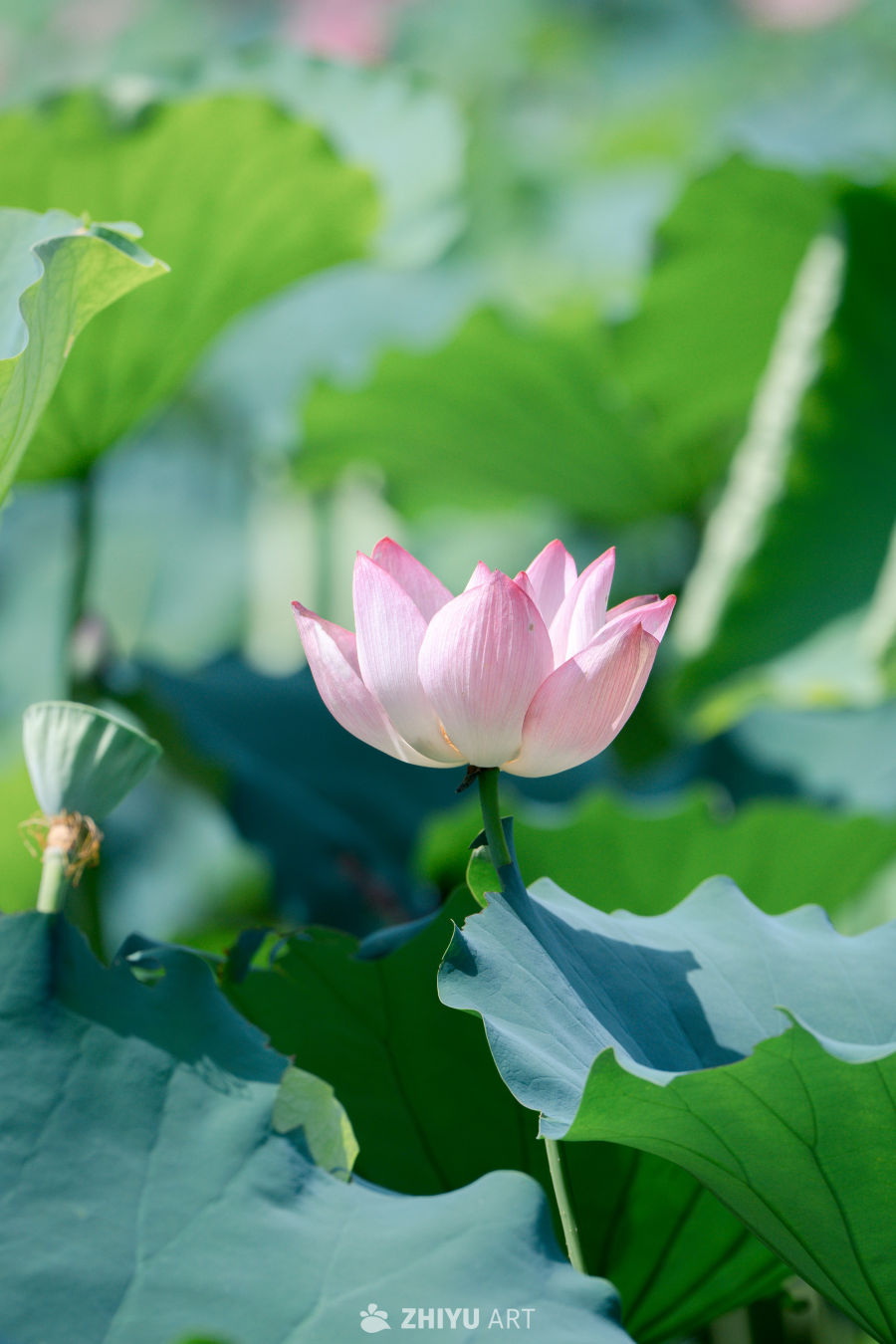 荷花 6