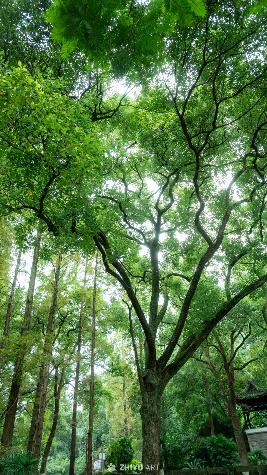 绿意盎然的森林景象