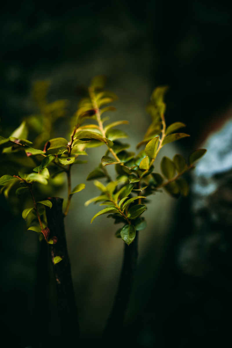 盆栽、插花 13