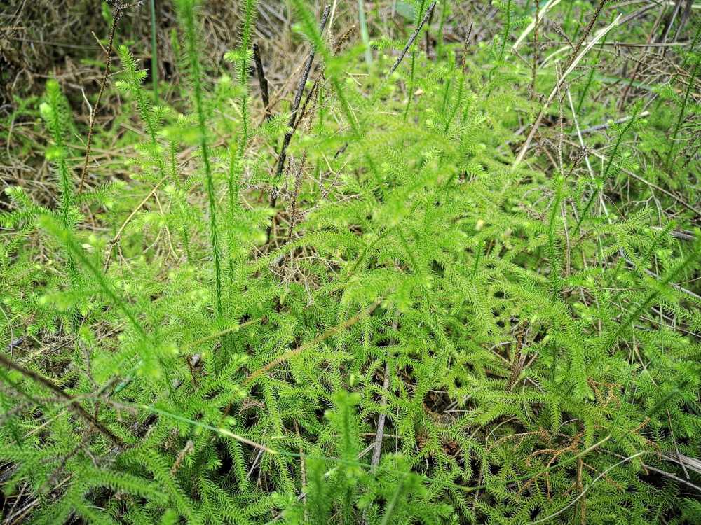 野草