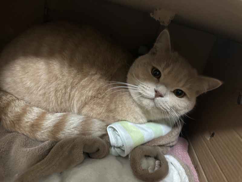 可爱的猫猫，谁能抗拒呢 27