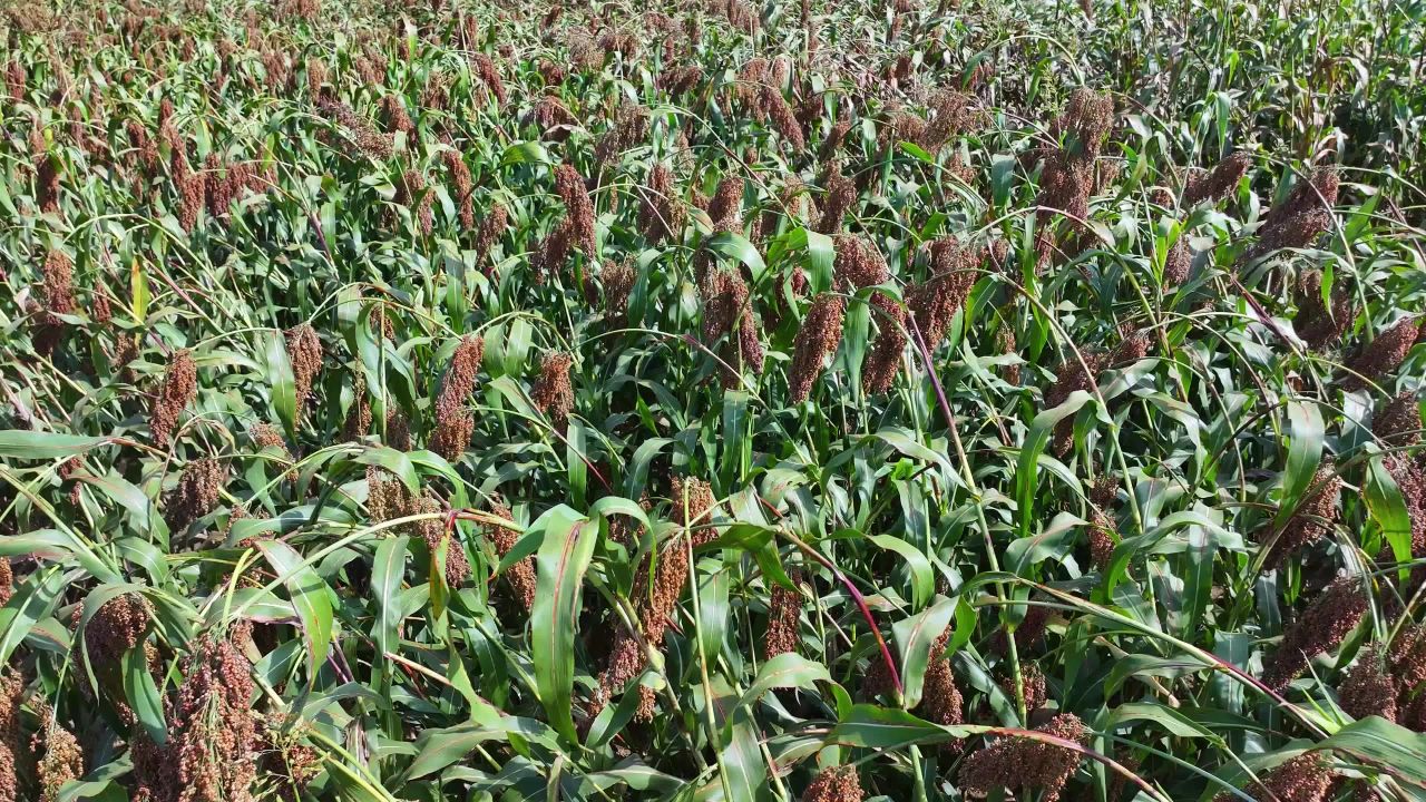 茅台酒原材料高粱种植基地红缨子高粱丰收