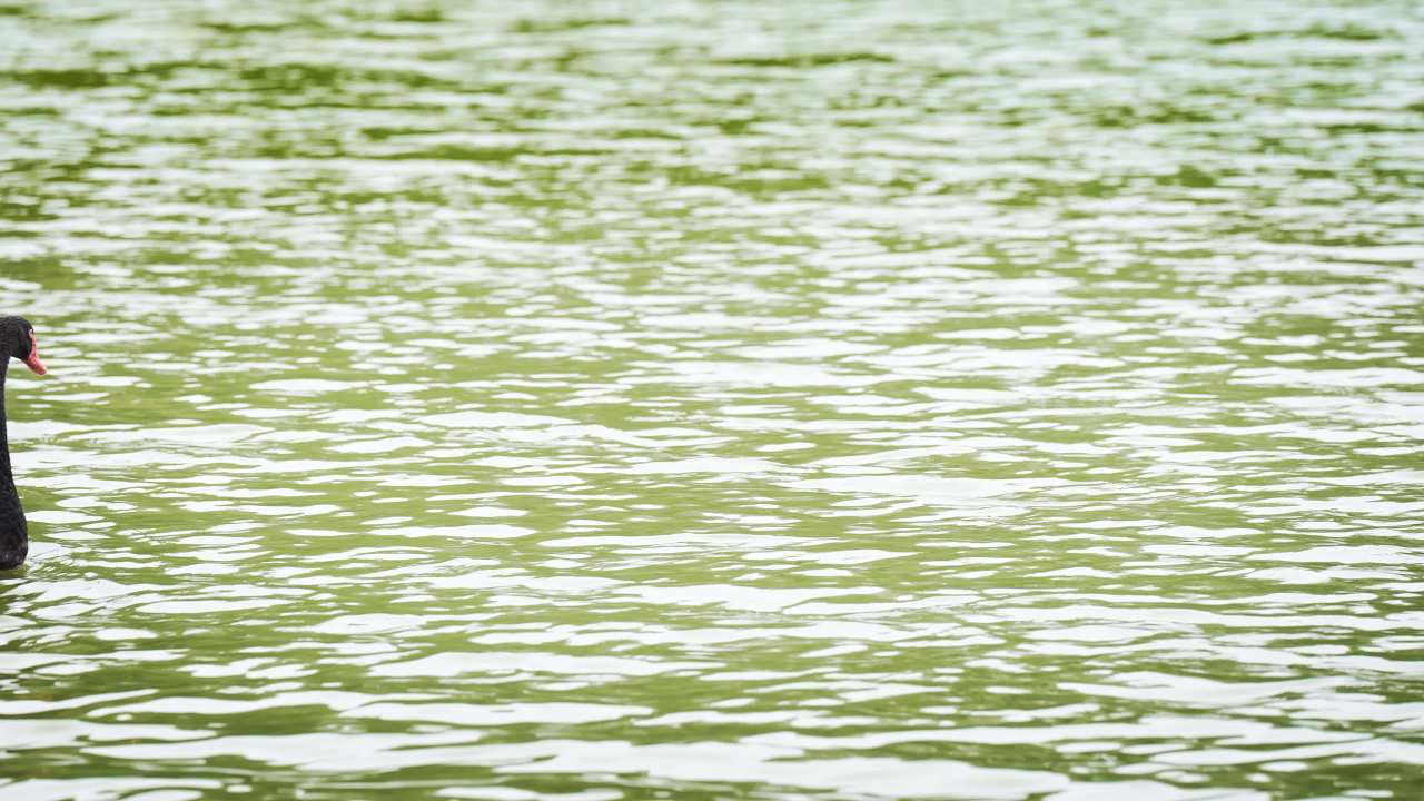 黑天鹅湖中悠然游弋