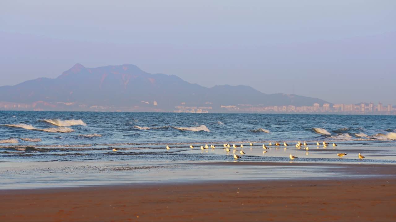 海滩晨景：海鸥与大海的交响