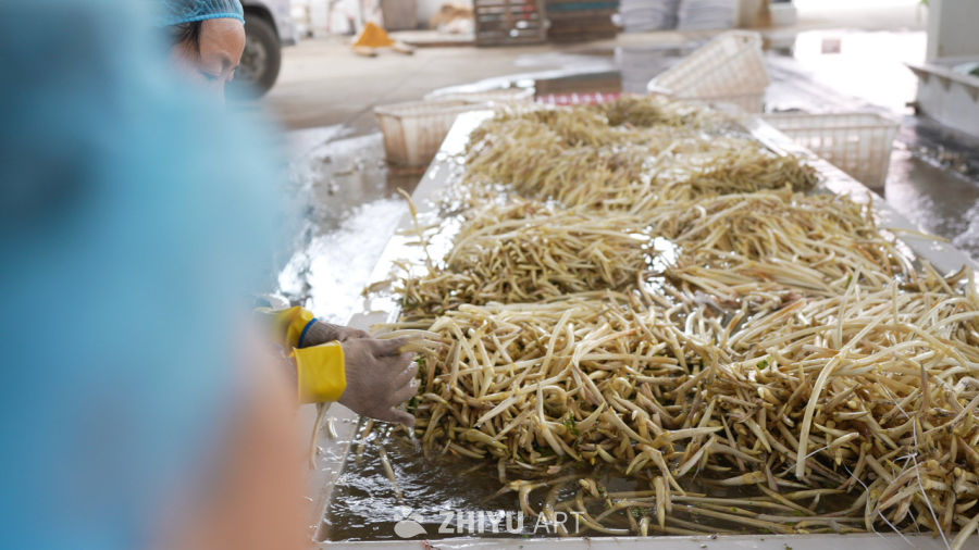工人清洗豆芽的场景