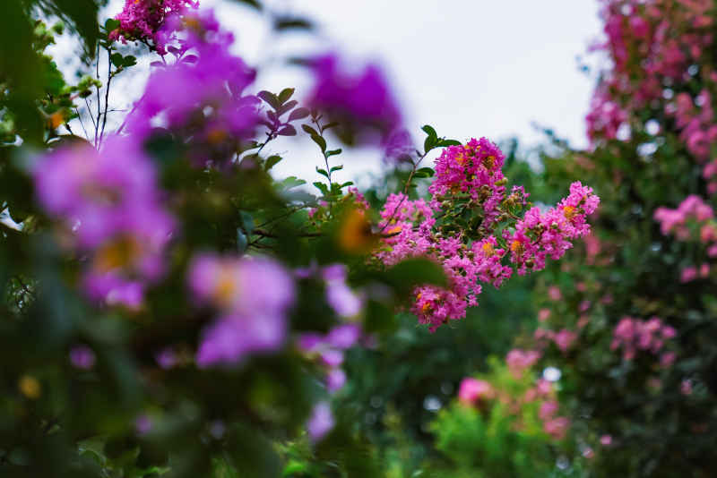 紫薇花 40