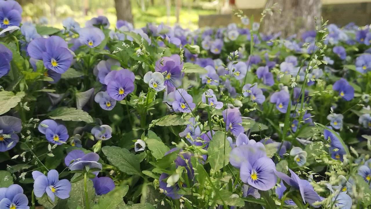 紫色花海
