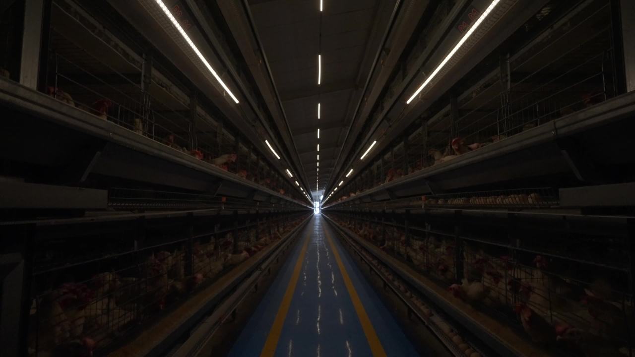 养鸡场合集