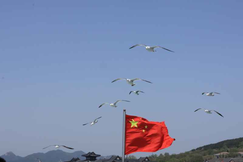 国旗+海鸥系列 爱国氛围感拉满 1