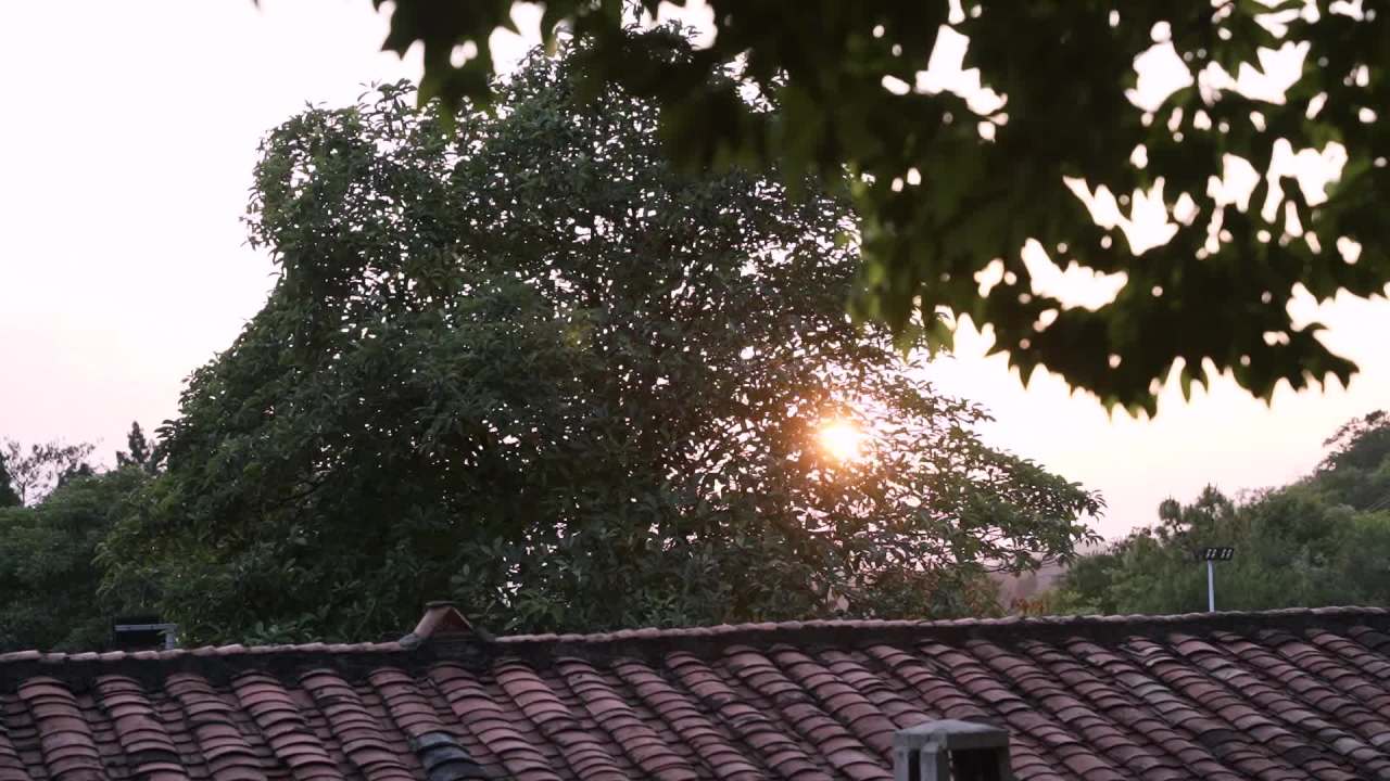 夕阳下的屋顶与绿意