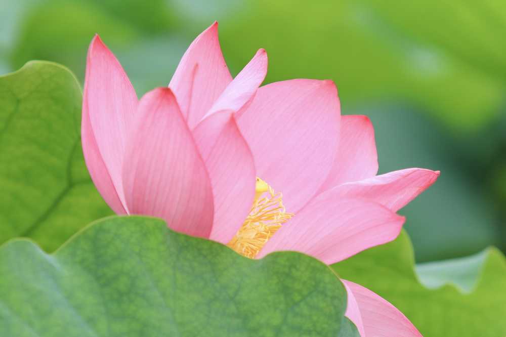 荷花荷叶池塘