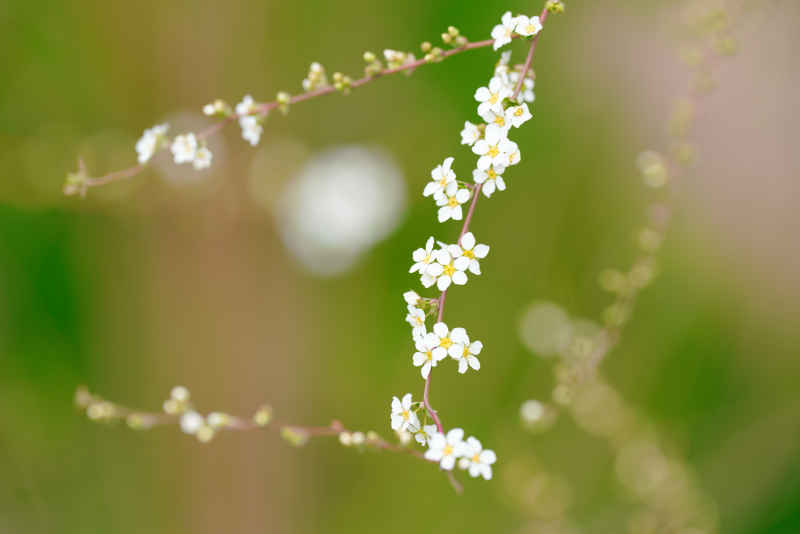 樱花季 47