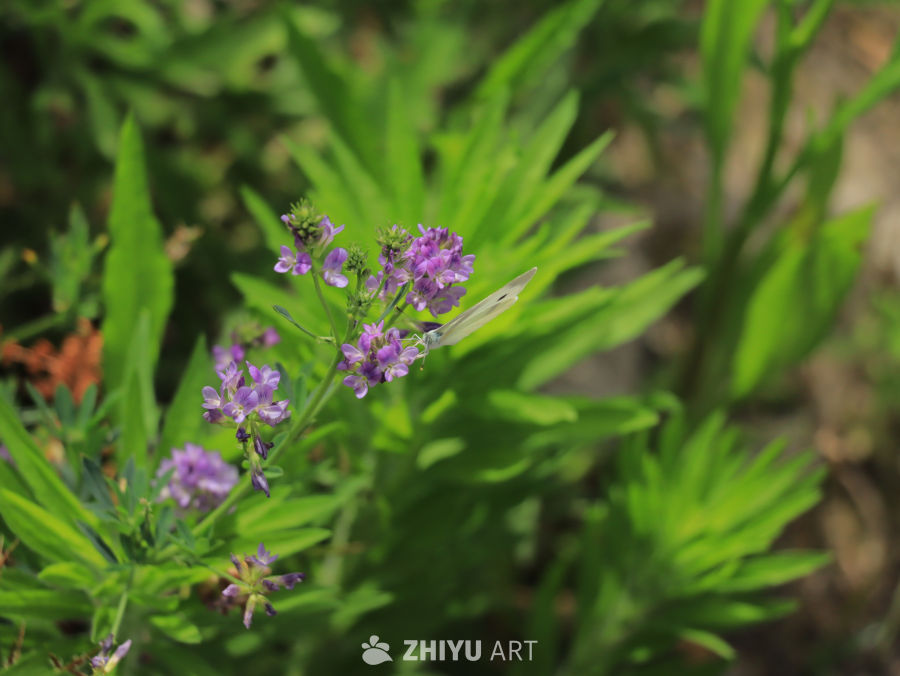 蝴蝶与紫色花海