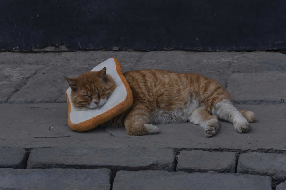 孔夫子的猫