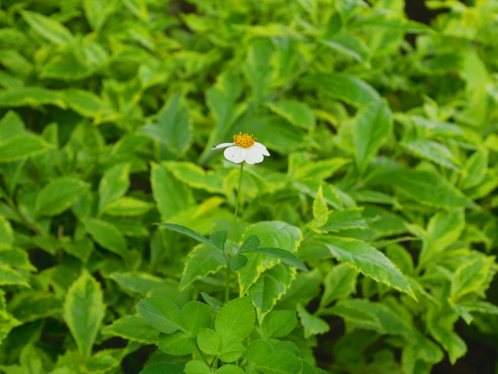 鬼针草与假连翘