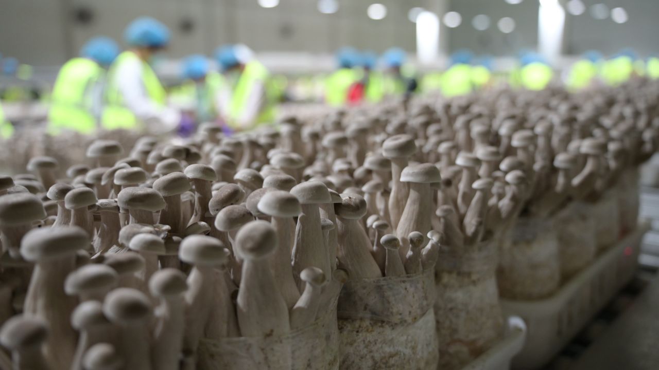 采菇加工车间