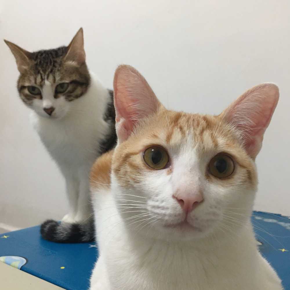 宠物猫