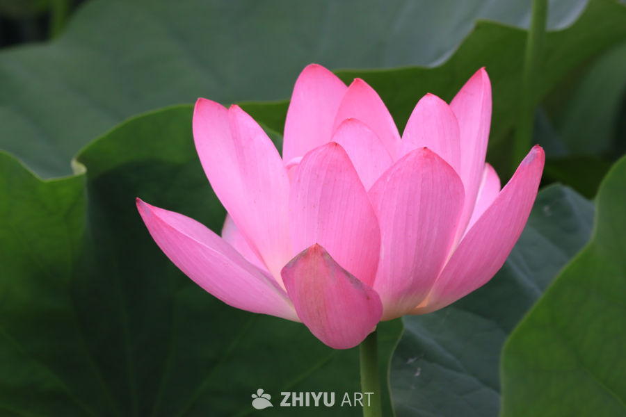 荷花 29