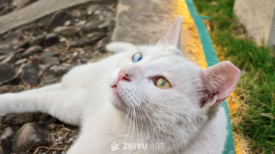异色眼的白猫